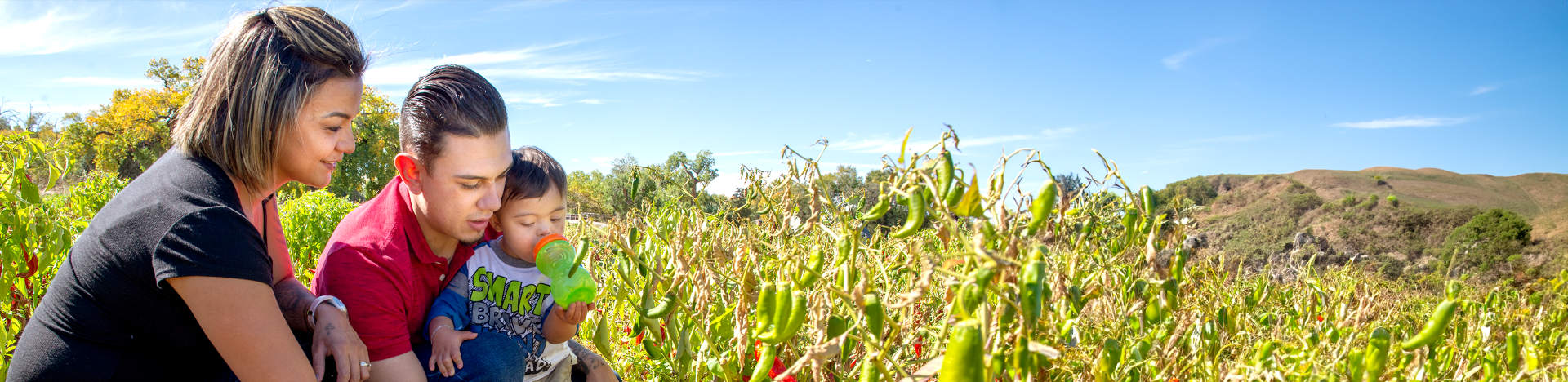 Parents and their son in a green chile field picking peppers.