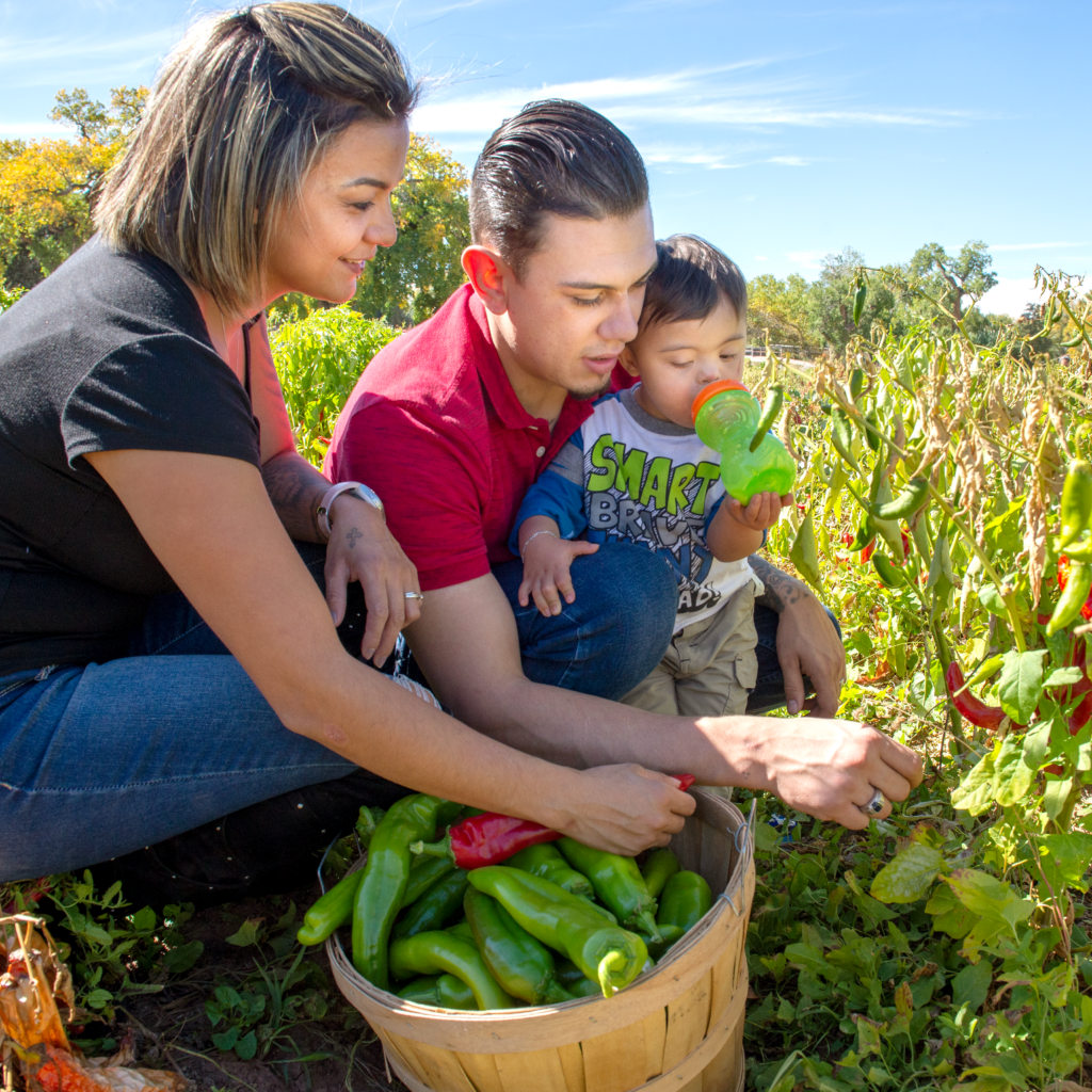 A family picking peppers in a green chile field